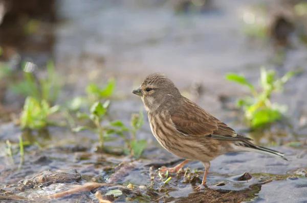 Linnet Carduelis cannabina harterti en un arroyo . — Foto de Stock