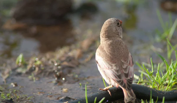 Trumpeter finch Bucanetes githagineus amantum drinking water. — 스톡 사진