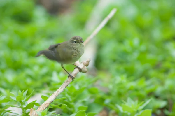 Isole Canarie chiffchaff svolazzando le ali appena bagnato . — Foto Stock