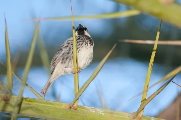 Spansk sparv på en kanarisk ö dag palm. — Stockfoto