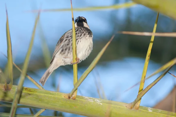 Passero spagnolo su una palma da dattero delle Canarie. — Foto Stock