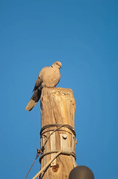 ユーラシアは木の柱の上に鳩を着色. — ストック写真