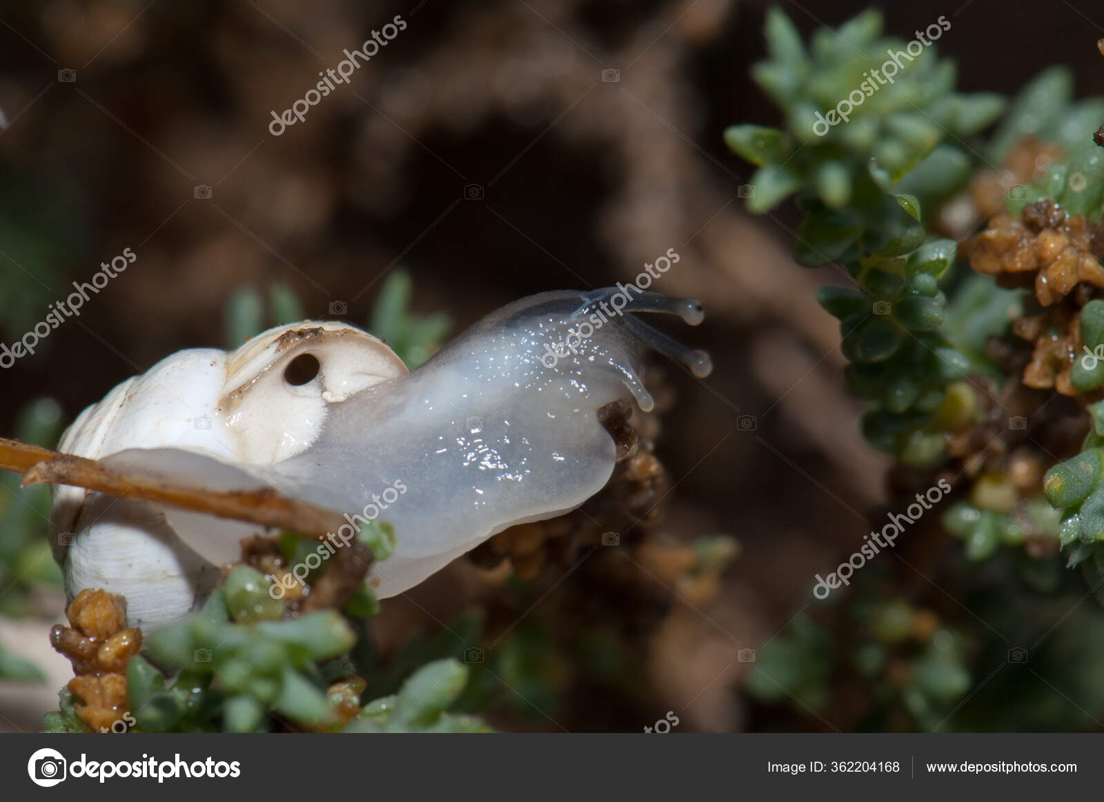 White Garden Snail Theba Pisana On A Branch Stock Photo C Euphorbia72