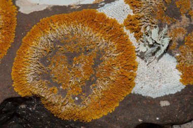 Esquinzo vadisinde bir kayanın üzerinde Lichens.