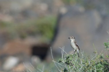 Kanarya Adaları Çalı üzerinde Saksonya Dacotiae.