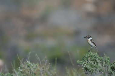 Kanarya Adaları Çalı üzerinde Saksonya Dacotiae.