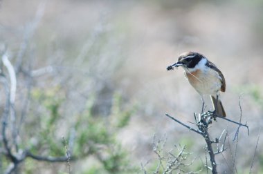 Kanarya Adaları yavruları için taşlık.