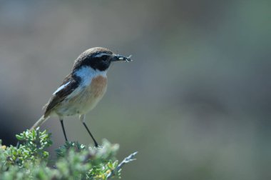 Kanarya Adaları yavruları için yiyecek taşları.