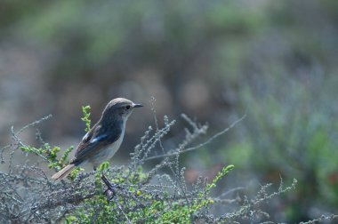 Kanarya Adaları Çalı üzerinde Saksonya Dacotiae.