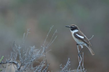 Kanarya Adaları Çalı üzerinde Saksonya Dacotiae.