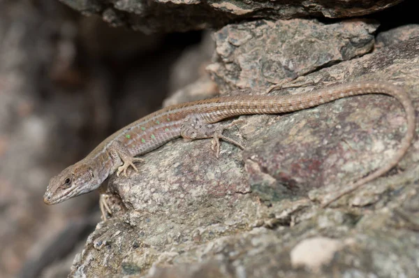 Atlantic lizard Gallotia atlantica mahoratae on a rock. — Stock Photo, Image