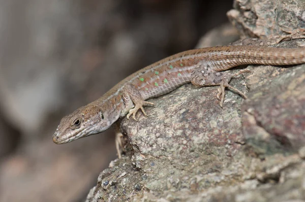 Atlantische Eidechse Gallotia atlantica mahoratae auf einem Felsen. — Stockfoto