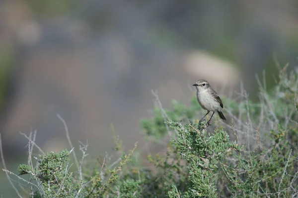 ( 영어 ) Canary Islands stonechat Saxicola dacotiae on a shrub. — 스톡 사진