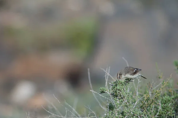 Kanárské ostrovy stonechat Saxicola dacotiae na keři. — Stock fotografie