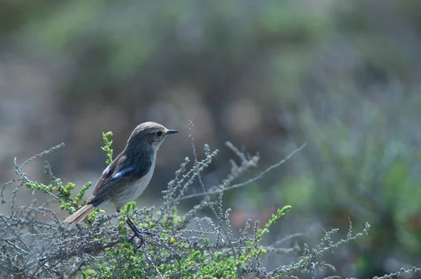 Kanarya Adaları Çalı üzerinde Saksonya Dacotiae.