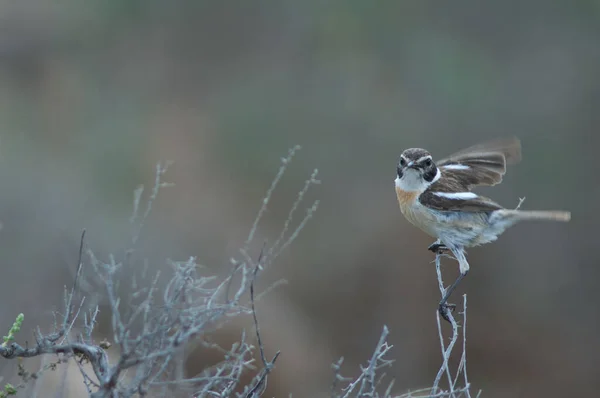 ( 영어 ) Canary Islands stonechat Saxicola dacotiae on a shrub. — 스톡 사진