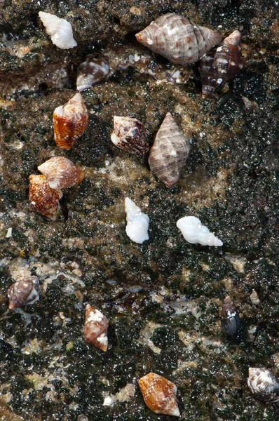 Meeresschnecken auf einem Felsen im Gezeitengebiet. — Stockfoto