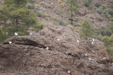 İntegral Doğal Rezervi 'nde sarı bacaklı martılar Larus Michael..