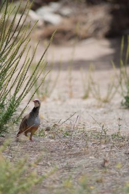 Cruz de Pijonales 'teki kırmızı bacaklı keklik Alectoris Rufa.