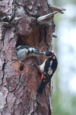 Erkek büyük benekli ağaçkakan yavrusunu besliyor..