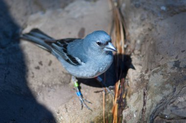 # Gran Canaria # # Mavi papatya # # Fringilla polatzeki yerde #.