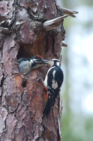 Man groot gevlekt specht voeden naar zijn kuiken. — Stockfoto