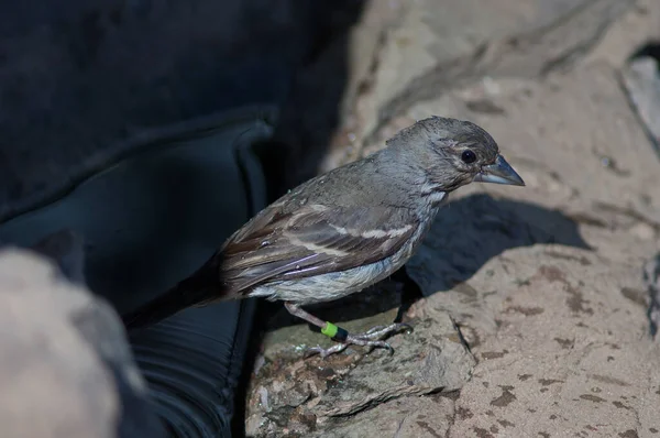 Gran Canaria pintinho azul Fringilla polatzeki após o banho . — Fotografia de Stock