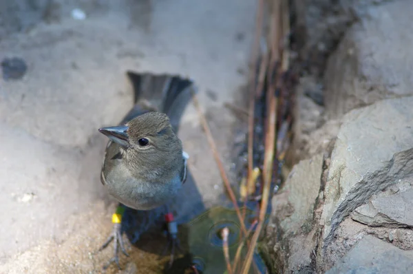 Gran Canaria blauwe chaffinch Fringilla polatzeki drinkwater. — Stockfoto