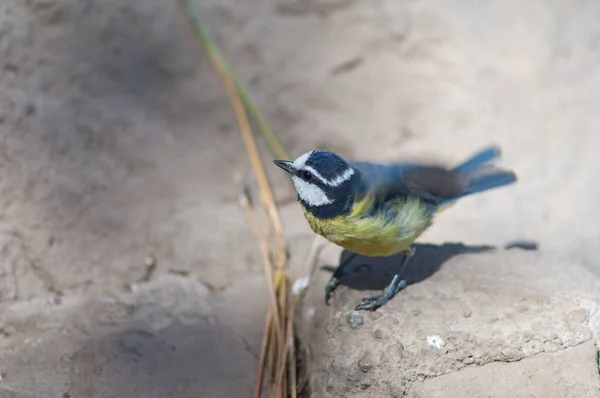 Африканская голубая синица Cyanistes teneriffae hedwigii на земле . — стоковое фото