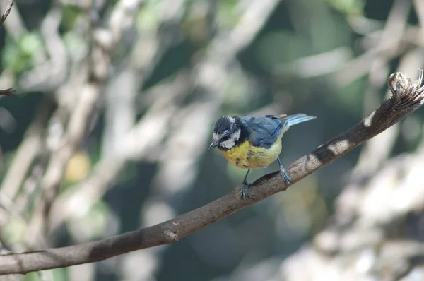 African blue tit Cyanistes teneriffae hedwigii on a branch. — Zdjęcie stockowe