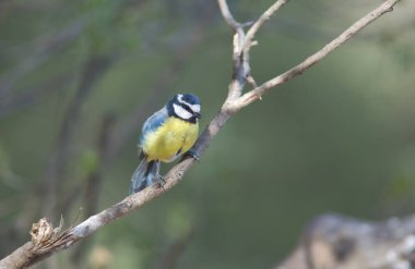 African blue tit Cyanistes teneriffae hedwigii on a branch.