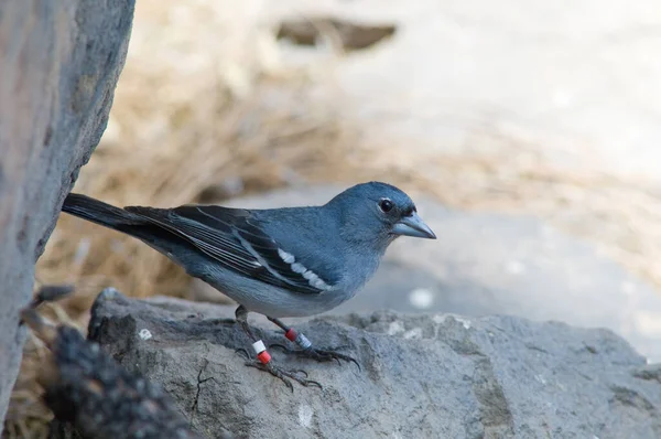 Masculino Gran Canaria azul chaffinch Fringilla polatzeki. — Fotografia de Stock