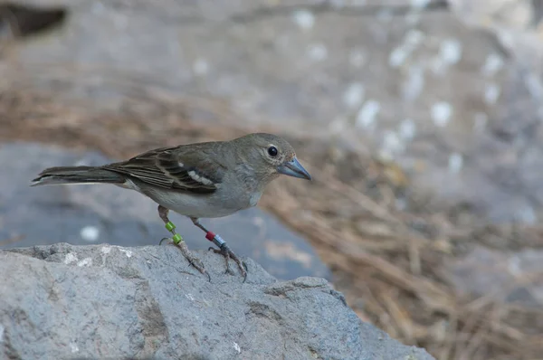 Mężczyzna Gran Canaria niebieski chaffinch Fringilla polatzeki. — Zdjęcie stockowe