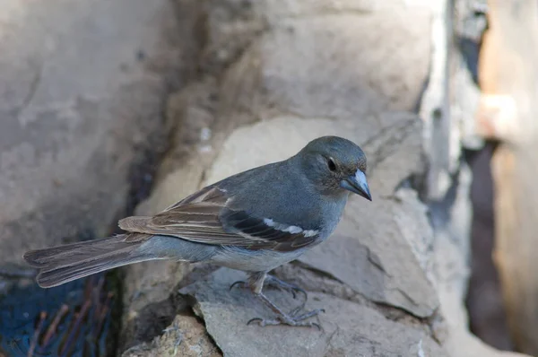 Gran Canaria Blauer Buchfink Fringilla polatzeki auf einem Felsen. — Stockfoto