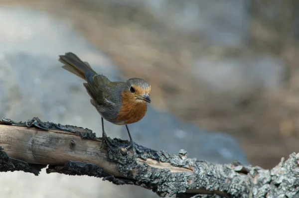 Robin Erithacus rubecula marionae na větvi. — Stock fotografie