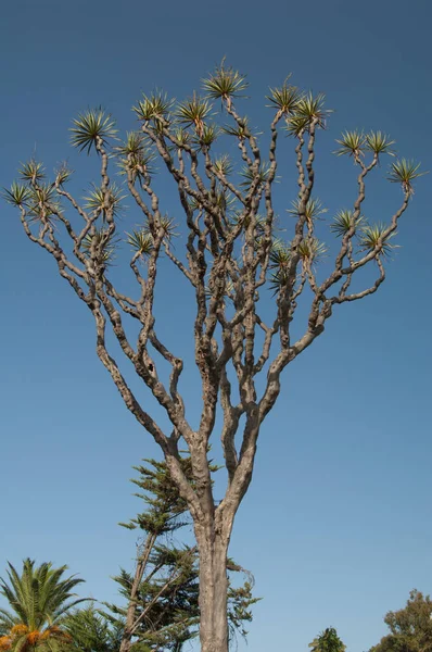 Canary Islands dragon tree in Las Meleguinas. — Stock Photo, Image