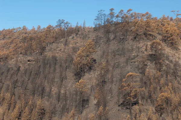 Forêt brûlée de pin des Canaries Pinus canariensis. — Photo