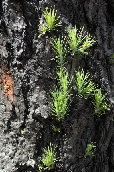 Паростки на згорілому стовбурі соснового соснового дерева Канарського острова Pinus canariensis.. — стокове фото