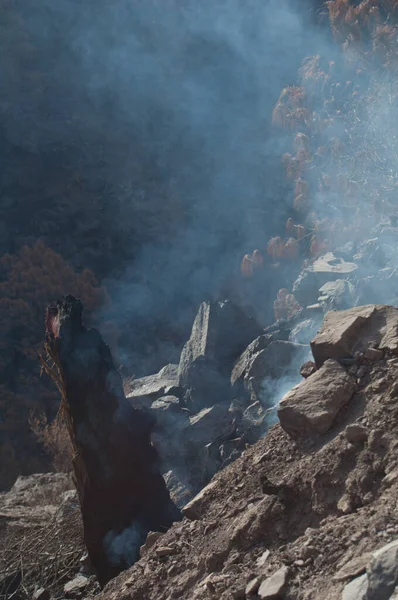 Kanarya Adası çamının yanmış kalıntıları Pinus kanaryasının dumanı püskürtüyor. — Stok fotoğraf