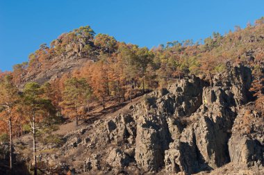 Kanarya Adasının yanmış ormanları Pinus kanaryası.