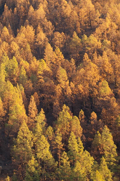 Bosque quemado de pino canario Pinus canariensis. —  Fotos de Stock
