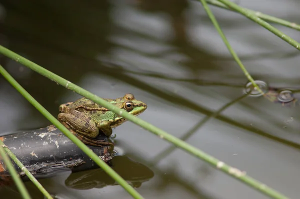 Perezs béka Pelophylax perezi egy lagúnában. — Stock Fotó