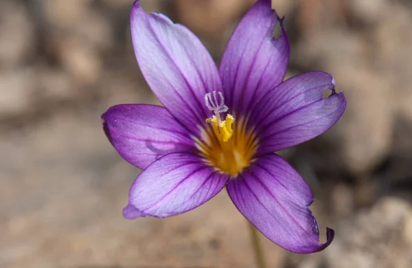 Květina Romulea sloupy grandiscapa v integrální přírodní rezervace Inagua. — Stock fotografie