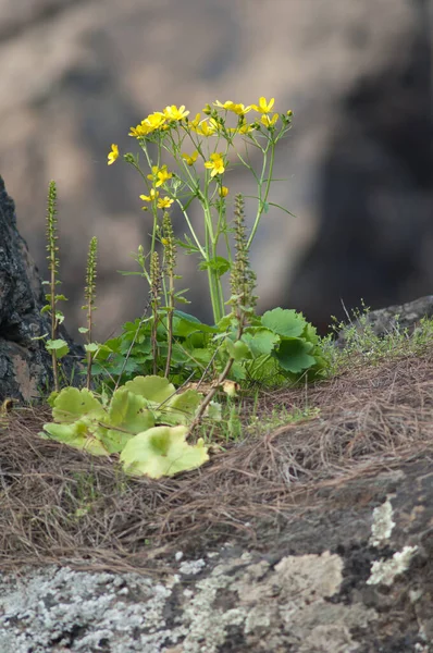 Canary buttercup Ranunculus cortusifolius in flower in the Integral Natural Reserve of Inagua. — Stock fotografie