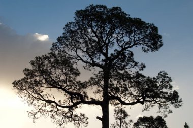 Entegral Doğal Entegrasyon Rezervinde Kanarya Çamı Pinus kanaryası.