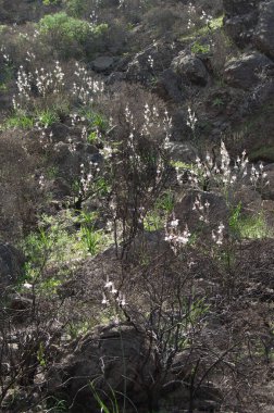 Asphodelus Aestivus 'un çiçek açtığı yaz manzarası.