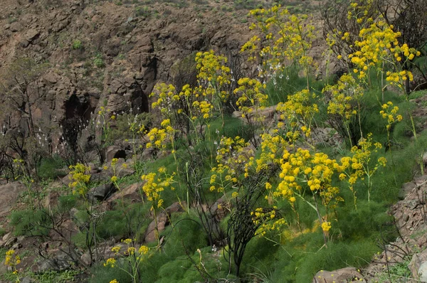 Flores amarelas de Ferula linkii em Inagua . — Fotografia de Stock