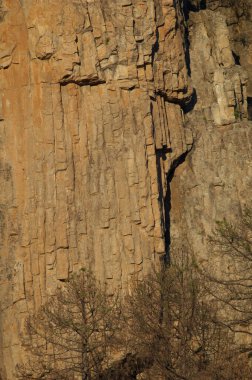 Morro de Pajonales ve Kanarya Adası çamları.
