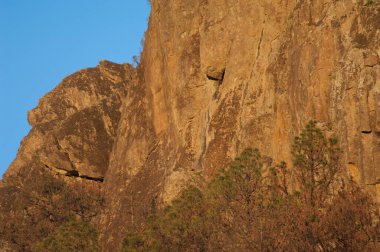Morro de Pajonales ve Kanarya Adası çam ağacı kanaryası ormanı.