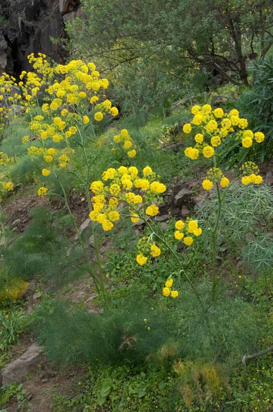Inaguaの花でFerula linkiiの植物. — ストック写真